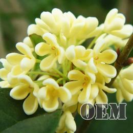 HiLIQ(ハイリク ) OEM 高濃度 ドリンク系 ブロッサム E-リキッド 120ml(30ml×4本セット)　Blossom