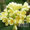 HiLIQ(ハイリク ) OEM 高濃度 ドリンク系 ブロッサム E-リキッド 120ml(10ml×12本セット)　Blossom